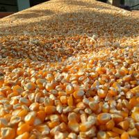Yellow Corn/Maize for Animal Feed / YELLOW CORN FOR POULTRY FEED thumbnail image