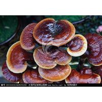 anti-aging ingredients, reishi mushroom, Wolfberry(Goji Berry) Extract, Avena Sativa Extract, Chines thumbnail image