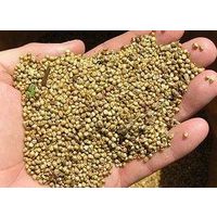 Millet from Russia thumbnail image