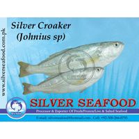 Silver Croaker thumbnail image
