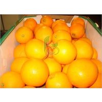 Fresh Egyptian Navel Oranges thumbnail image