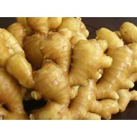 Wholesale organic fresh ginger price thumbnail image