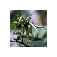 Michelia alba flower oil thumbnail image
