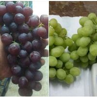 Egyptian fresh seedless grapes thumbnail image