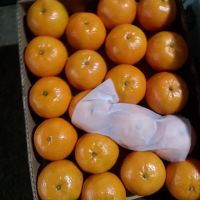 Fresh Sweet Tangerine/Mandarin Oranges for sale thumbnail image