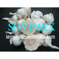 White Garlic thumbnail image