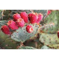 PRICKLY PEAR OIL thumbnail image