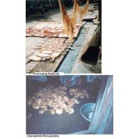 Dried Fish Maws & Seafoods thumbnail image